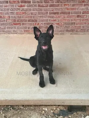 3-6 Month Male Purebred German Shepherd