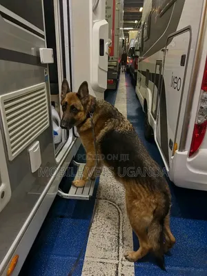 1-3 Month Male Purebred German Shepherd
