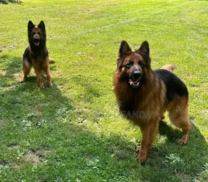 Purebred German Shepherd - Male, 1+ Year Old