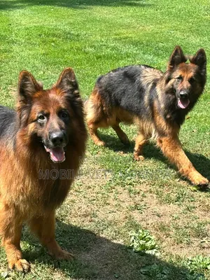 Female Purebred German Shepherd, 6-12 Months