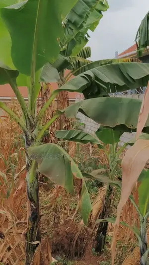 Land for Sale - Namugongo, Nabusugwe Town