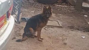 6-12 Month Male Purebred German Shepherd