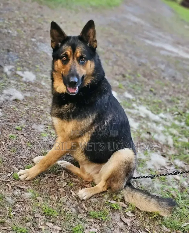 6-12 Month Male Purebred German Shepherd - 1