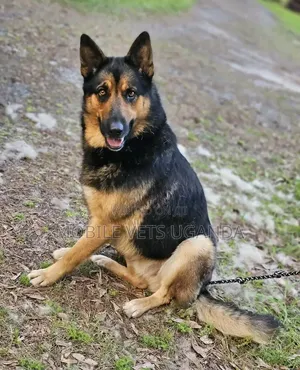 6-12 Month Male Purebred German Shepherd