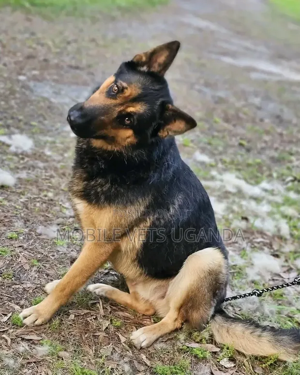 Female Purebred German Shepherd, 6-12 Months - 1