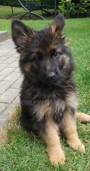 Female Purebred German Shepherd Puppy (1-3 Months)