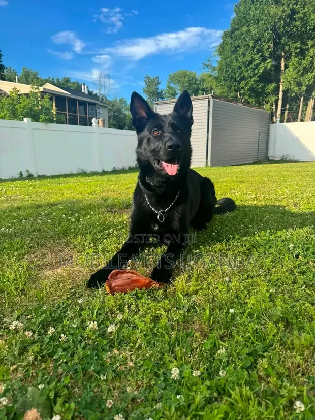 3-6 Month Male Purebred German Shepherd - 1