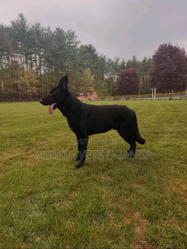 Female Purebred German Shepherd - 1+ Year Old - 1
