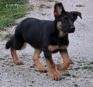 1-3 Month Male Purebred German Shepherd Puppy