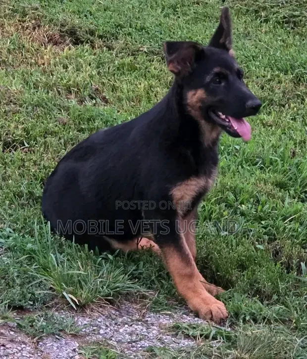 3-6 Month Male Purebred German Shepherd - 1