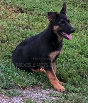 3-6 Month Male Purebred German Shepherd