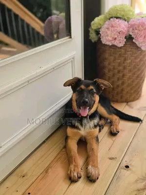 1-3 Month Old Male Purebred German Shepherd Puppy