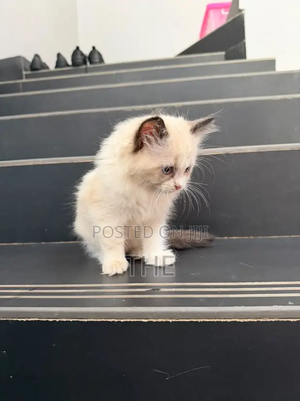 1-3 Month Male Purebred Ragdoll Kitten - 1