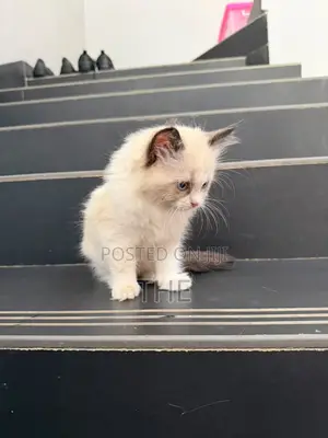 1-3 Month Male Purebred Ragdoll Kitten