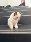 1-3 Month Male Purebred Ragdoll Kitten - 1