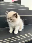 1-3 Month Male Purebred Ragdoll Kitten - 2