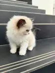 1-3 Month Male Purebred Ragdoll Kitten - 3