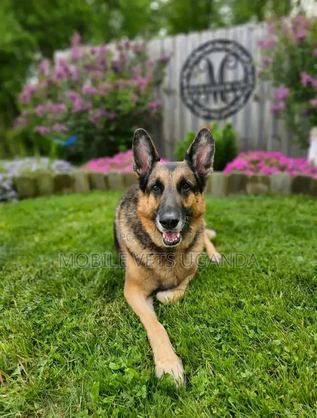 Female Purebred German Shepherd, 6-12 Months - 1