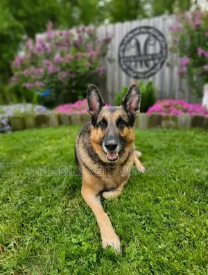 Female Purebred German Shepherd, 6-12 Months