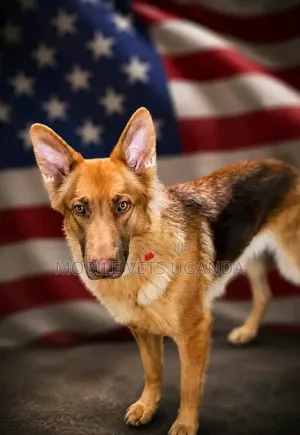 Female Purebred German Shepherd, 3-6 Months Old