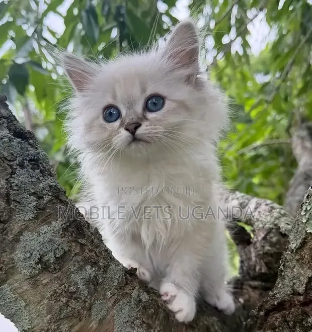1-3 Month Old Male Purebred Ragdoll Kitten - 1