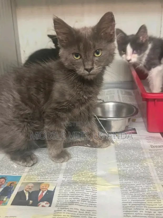 Female Purebred Ocicat Kitten (1-3 Months) - 1
