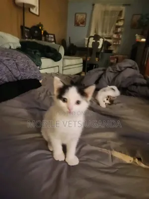 Female Purebred Balinese Kitten, 1-3 Months Old