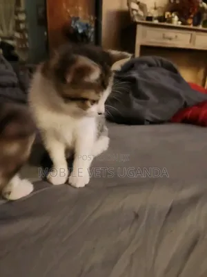 Female Purebred Birman Kitten, 1-3 Months Old