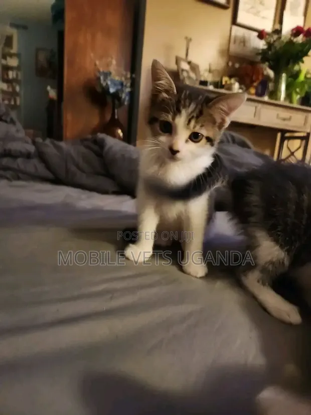 Male Exotic Kitten (0-1 Month) - 1