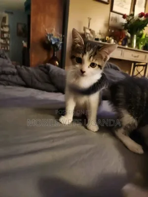 Male Exotic Kitten (0-1 Month)