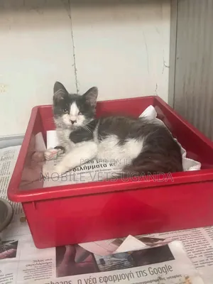 Male Purebred Bombay Kitten, 3-6 Months
