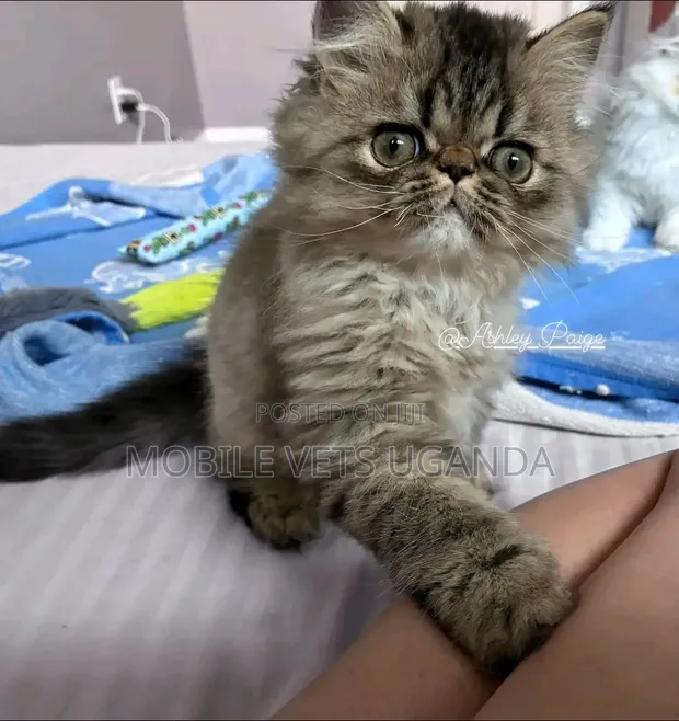 Female Purebred Persian Kitten (1-3 Months) - 1