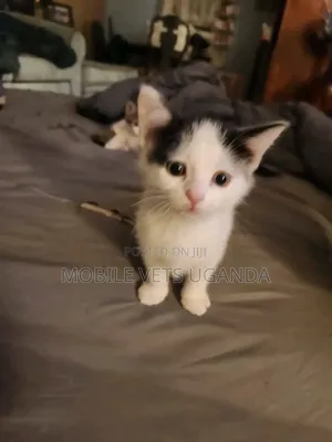 1-3 Month Male Purebred Cornish Rex Kitten