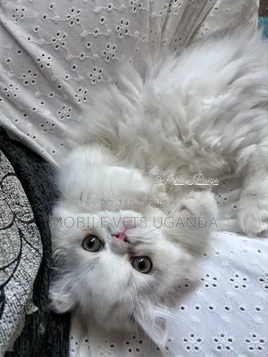 Female Purebred Ragdoll Kitten (1-3 Months)