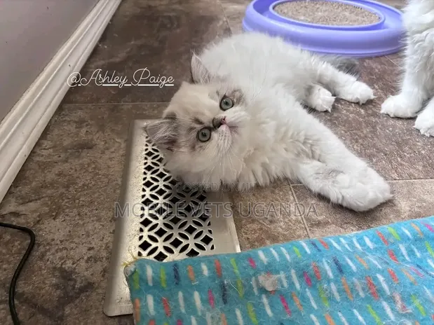 Female Purebred Ragdoll Kitten (1-3 Months) - 1