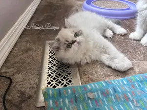 Female Purebred Ragdoll Kitten (1-3 Months)