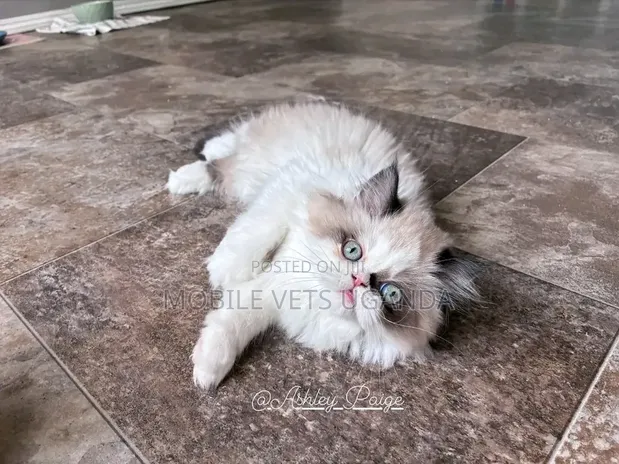 Female Purebred Persian Kitten (0-1 Month) - 1