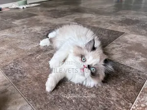 Female Purebred Persian Kitten (0-1 Month)