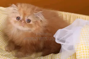 Female Purebred Persian Kitten (1-3 Months)