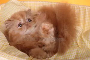 Purebred Persian Kitten - 3-6 Months Old