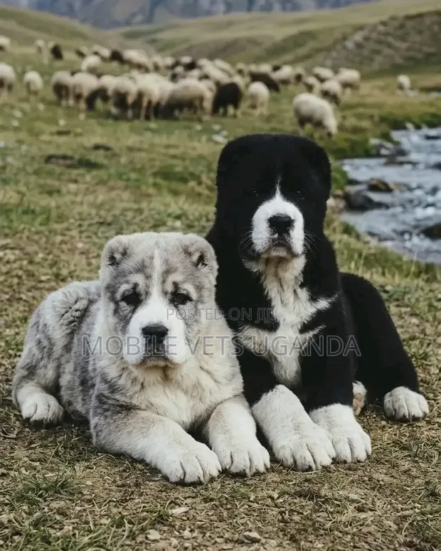 3-6 Month Male Purebred Alabai Puppy - 1