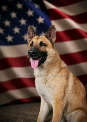 6-12 Month Male Purebred German Shepherd