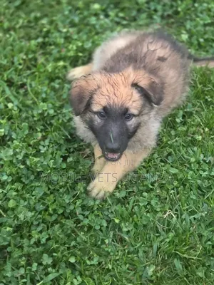 1-3 Month Male Purebred German Shepherd