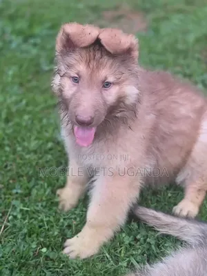 1-3 Month Male Purebred German Shepherd Puppy
