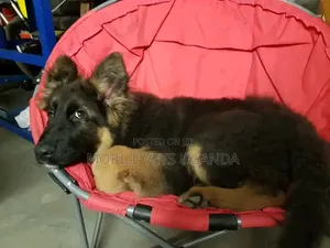 1-3 Month Male Purebred German Shepherd Puppy