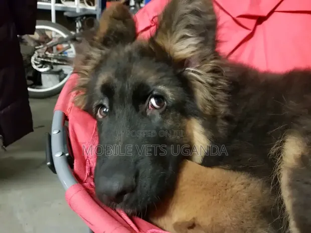 1-3 Month Male Purebred German Shepherd Puppy - 1
