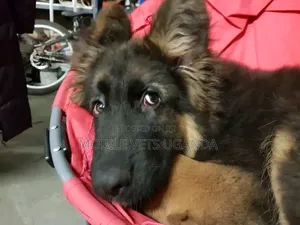 1-3 Month Male Purebred German Shepherd Puppy