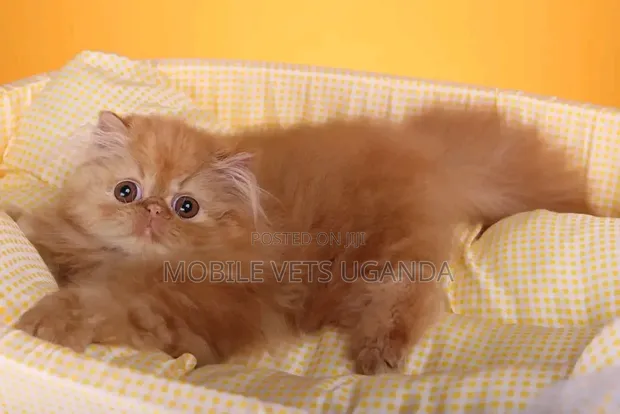 Purebred Persian Kitten - Female, 0-1 Month - 1