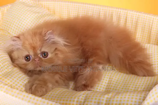 Female Purebred Persian Kitten (1-3 Months) - 1