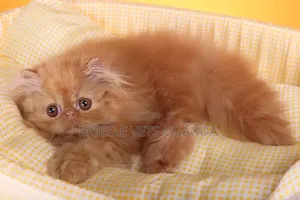 Female Purebred Persian Kitten (1-3 Months)